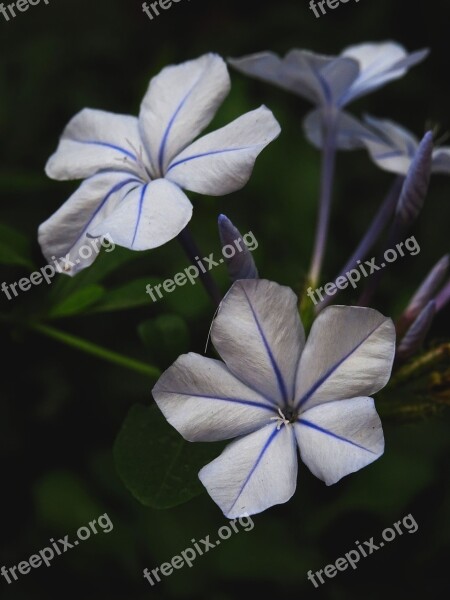 Plumbago Purple Flower Purple Flower Spring