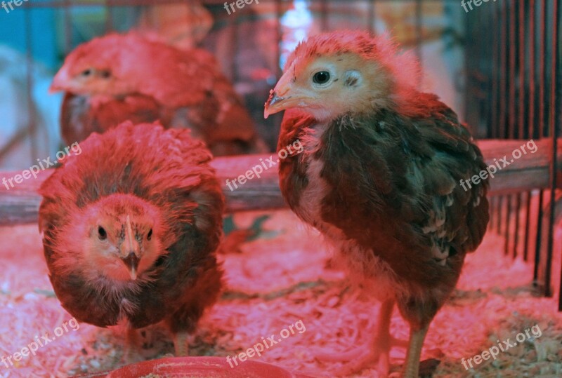 Heat Lamp Red Light Chick Chicken Rhode Island Red