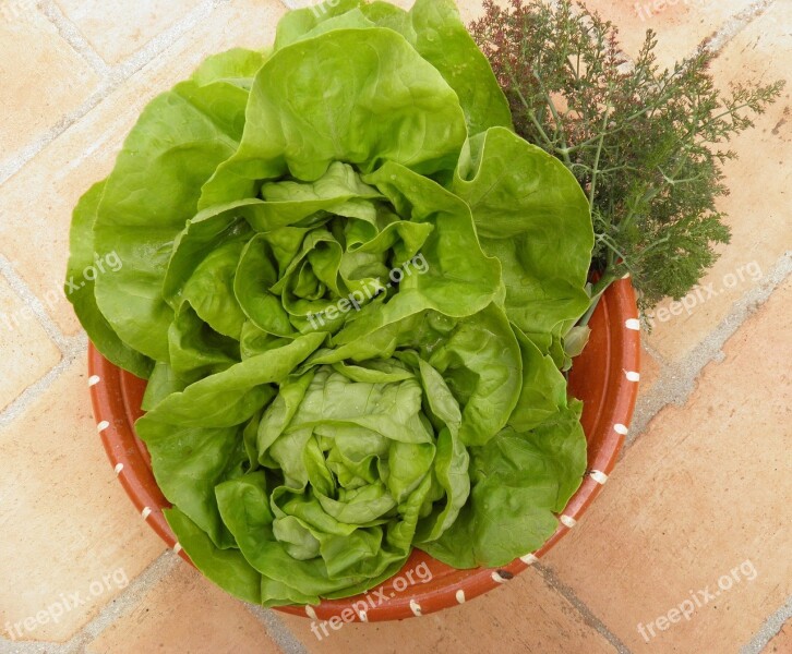 Lettuce Fresh Vegetables Organic Green Healthy