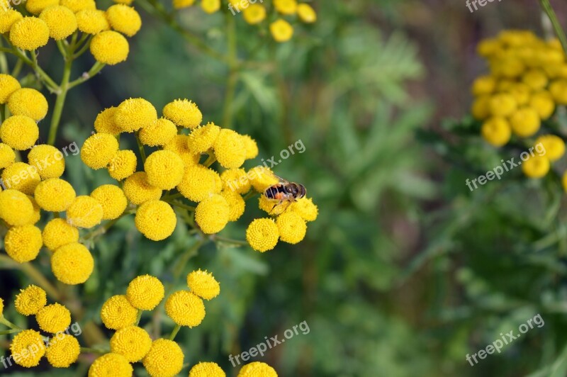 Tansy Flower Yellow Summer Bloom