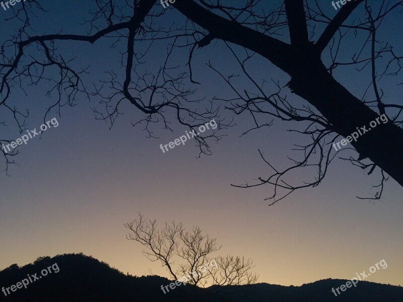 Twilight The Old Tree Deadwood Silhouette Free Photos