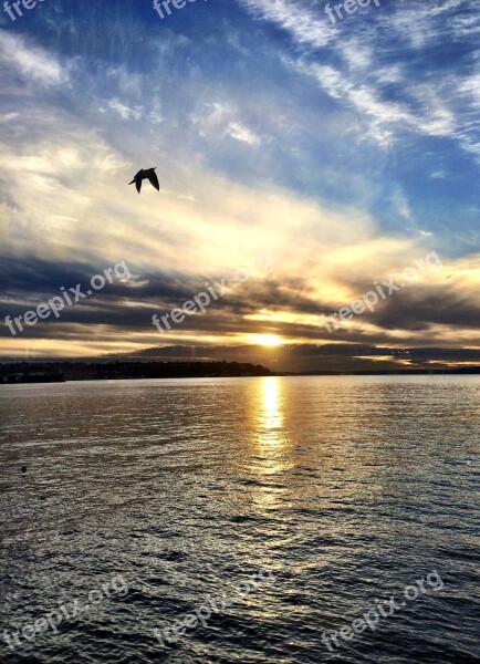 Water Seagull Sea Nature Wildlife