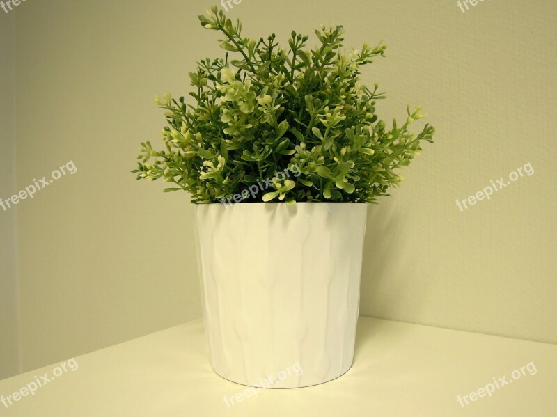 Plant Houseplant Plastic Flower Green Flower