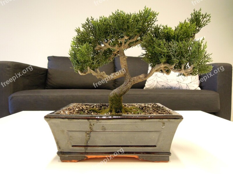 Bonsai Tree Plant Nature Foliage