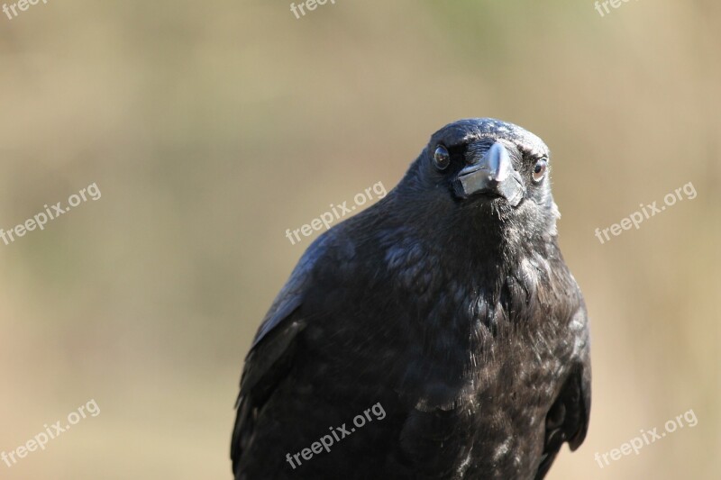 Raven Crow Bird Black Raven Bird