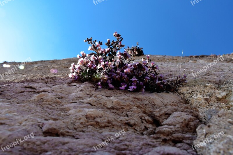 Flower Wall Castle Pink Flowers Sky