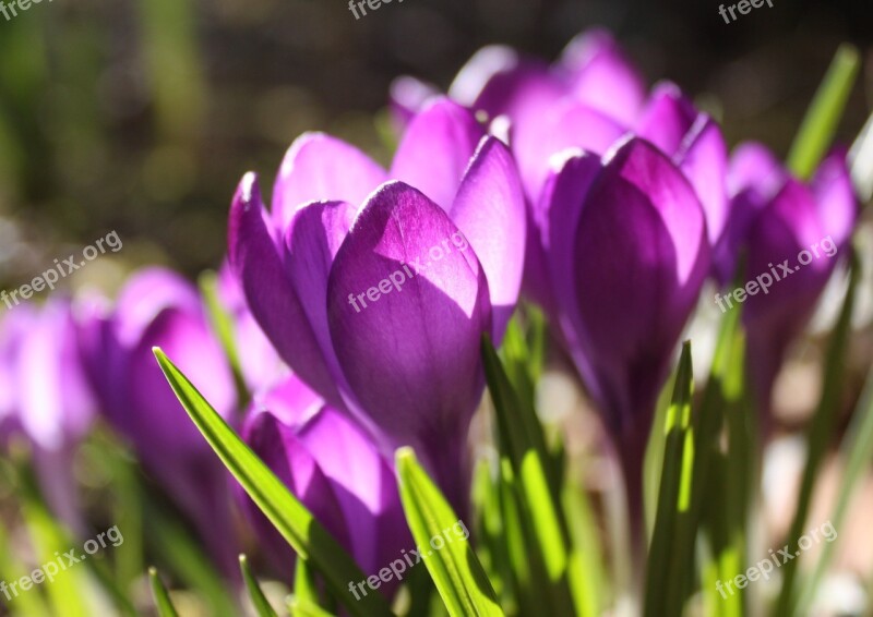 Crocus Violet Spring Blossom Bloom