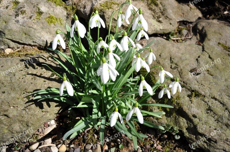 Early Spring Snow Spring Flowers End Of Winter Zwiebelpflanze