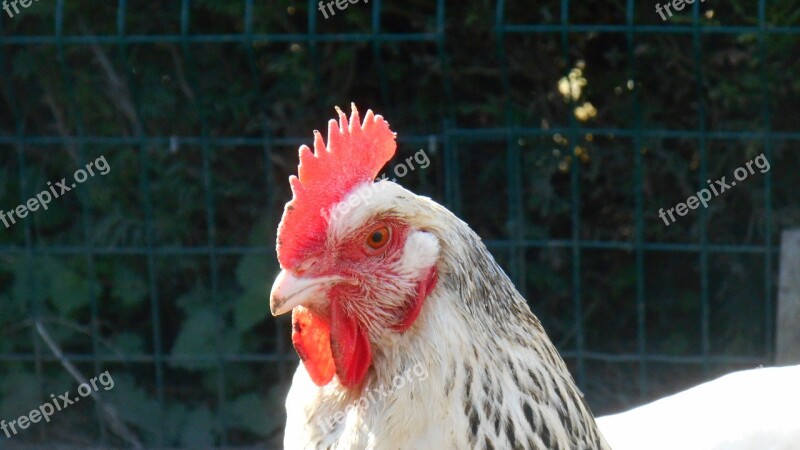 Hen Chicken Coop Poultry Free Photos