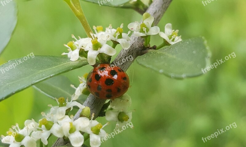 Ladybug Sprig Lady Beetle Spring Buds