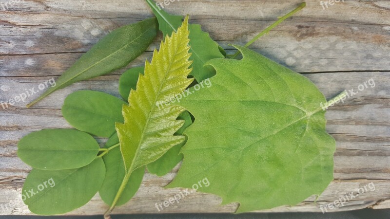 Leaf Leaves Fall Green Variety