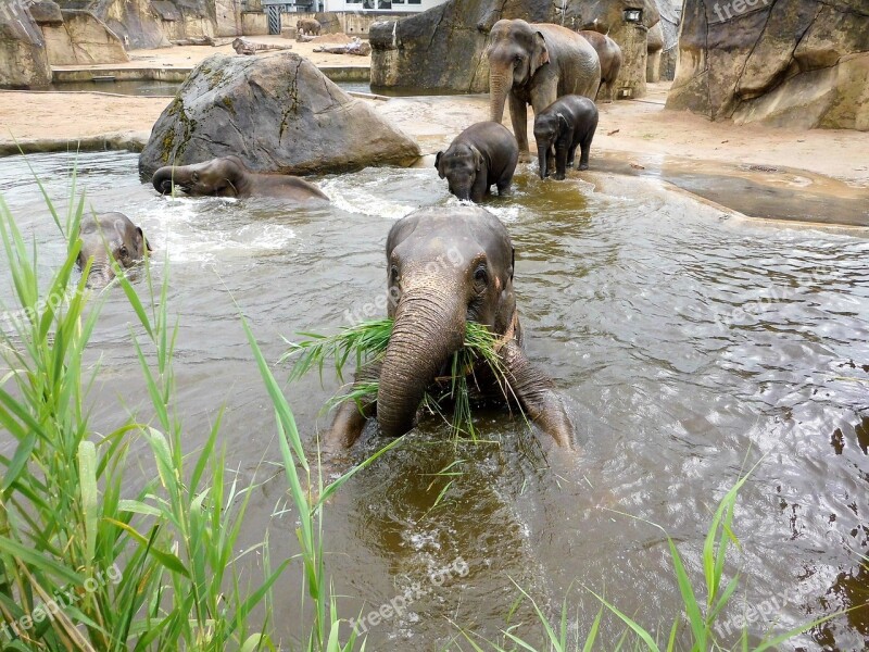 Elephant Zoo Animals Pachyderm Proboscis