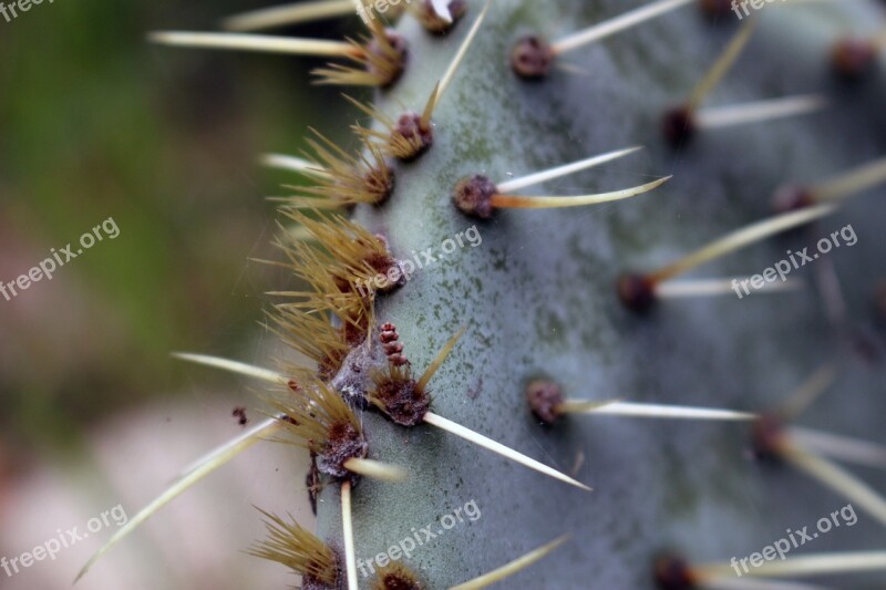 Cactus Spring Succulent Plant Prickly Pear Thorns