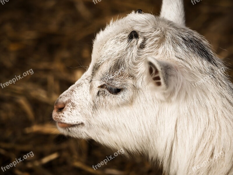 Goat Animal Farm Lambs Creature