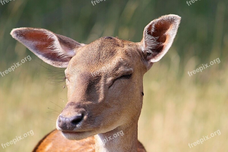 Roe Deer Forest Nature Wild Scheu