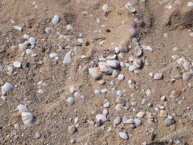 Sandy Shells Break Free Photos