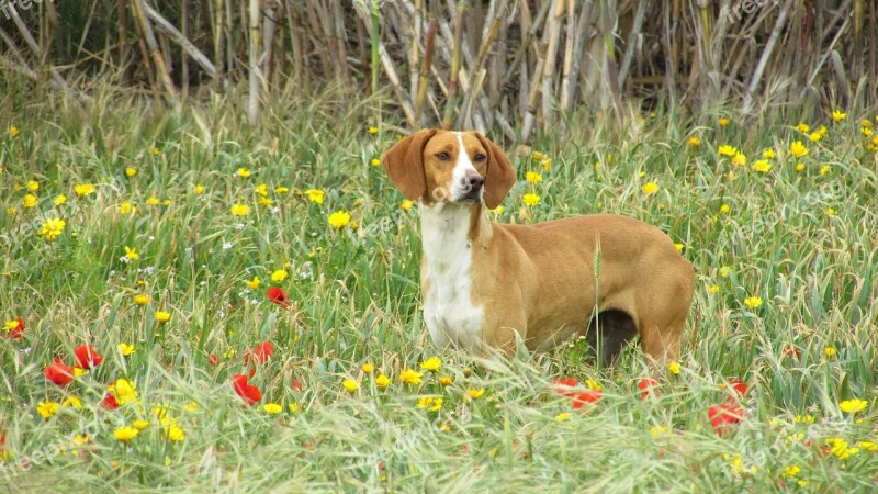 Dog Vizla Brown Stray Looking