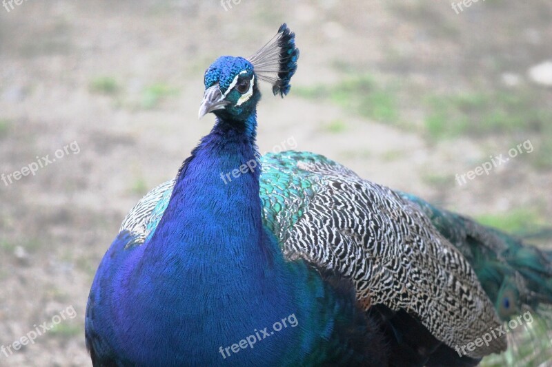 Peacock Ave Feathers Turkey Royal