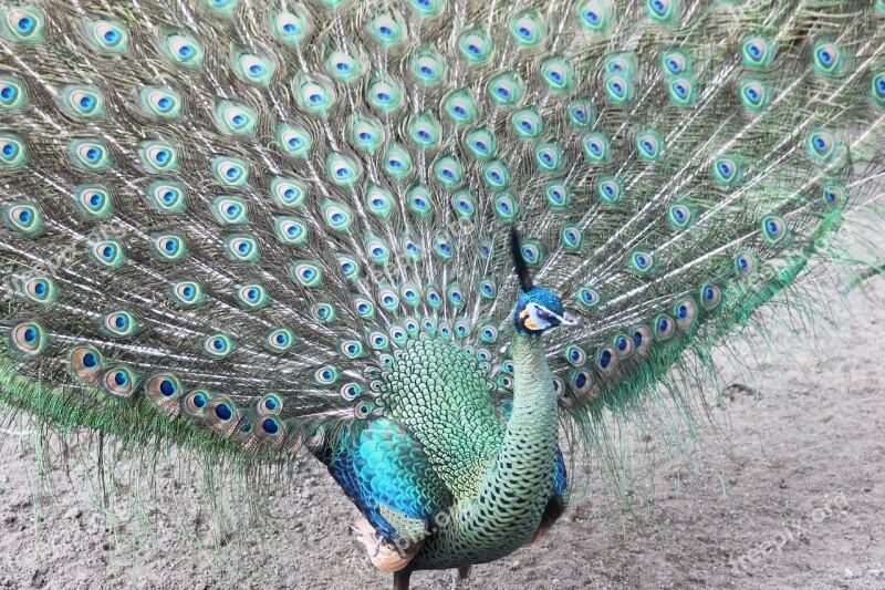 Peacock Feathers Royal Colorful Animals