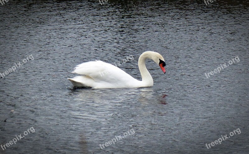 Swan Water Bird Swans Animal Bird