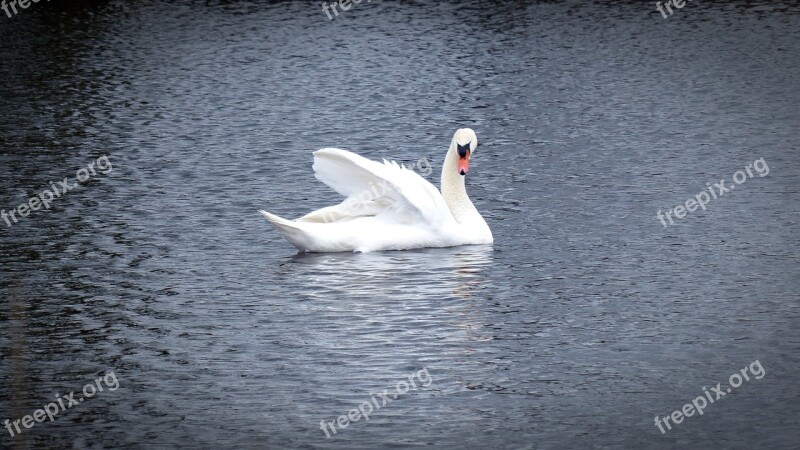 Swan Water Bird Swans Animal Bird