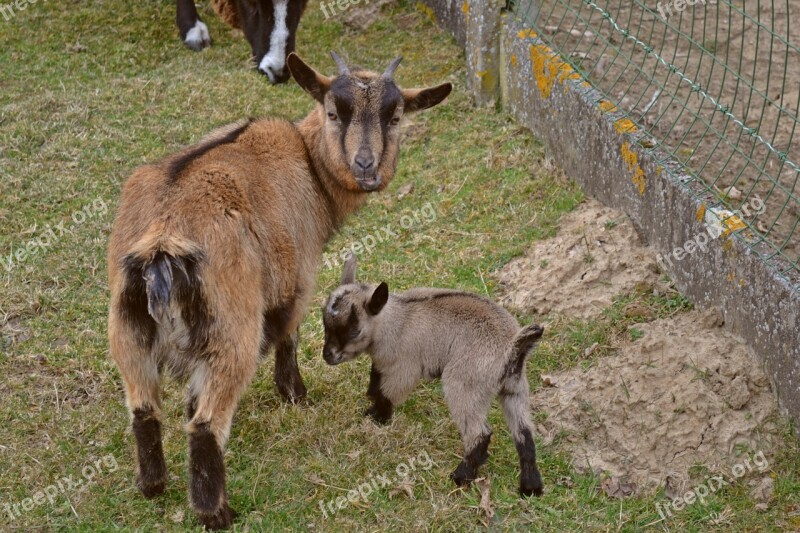 Animals Goats Small Kid Newborn Spring