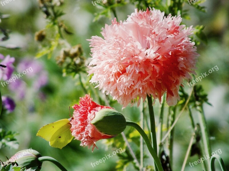 Red Flower Flower Petals Blossom Spring