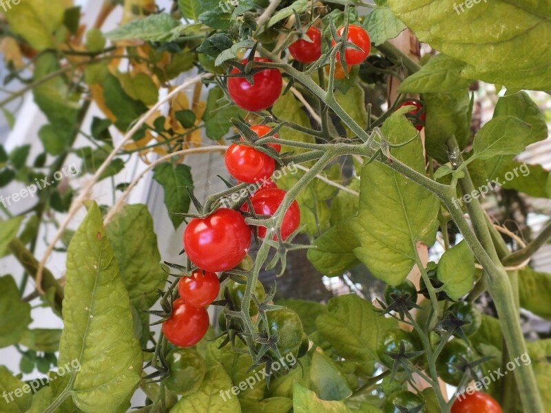 Tomatoes Mini Tomatoes Food Vegetables Red