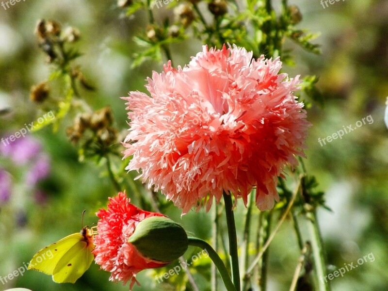 Red Flower Flower Petals Blossom Spring