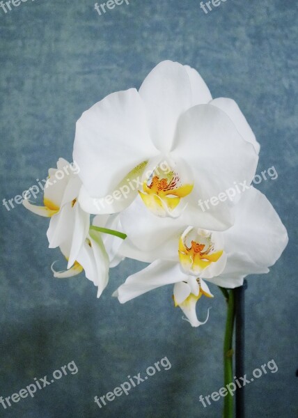 White Orchid Orchid Flower Artistic White