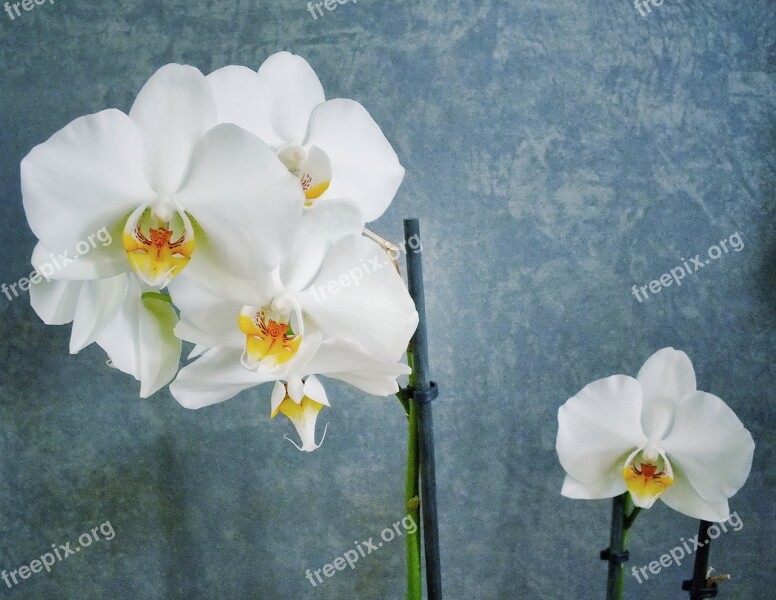 White Orchid Orchid Flower Artistic White