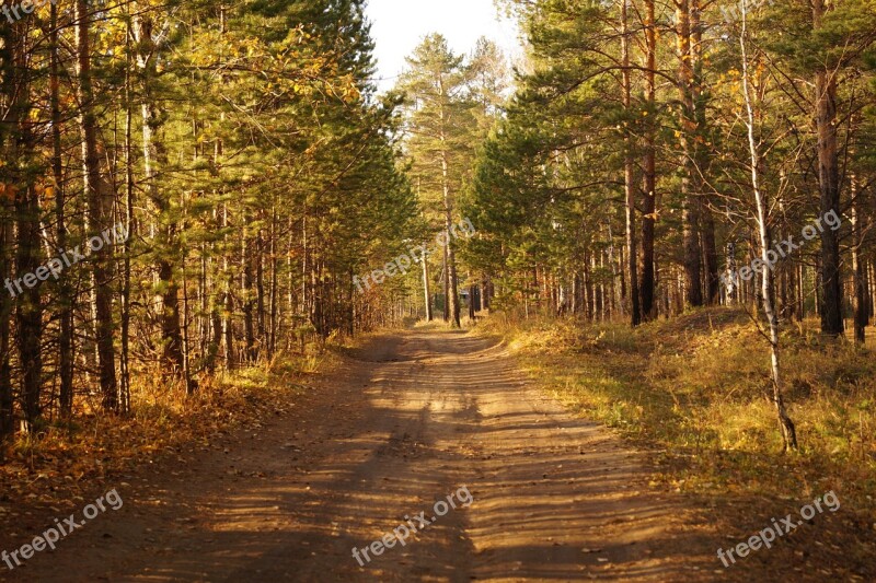 Autumn Forest Nature The Way Track