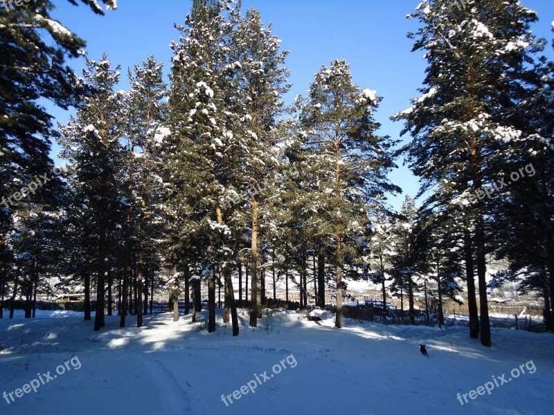 Winter Forest Nature Spruce Free Photos