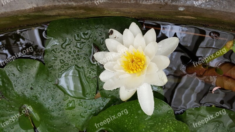 Water Lily Water Plant Pond Leaves Free Photos