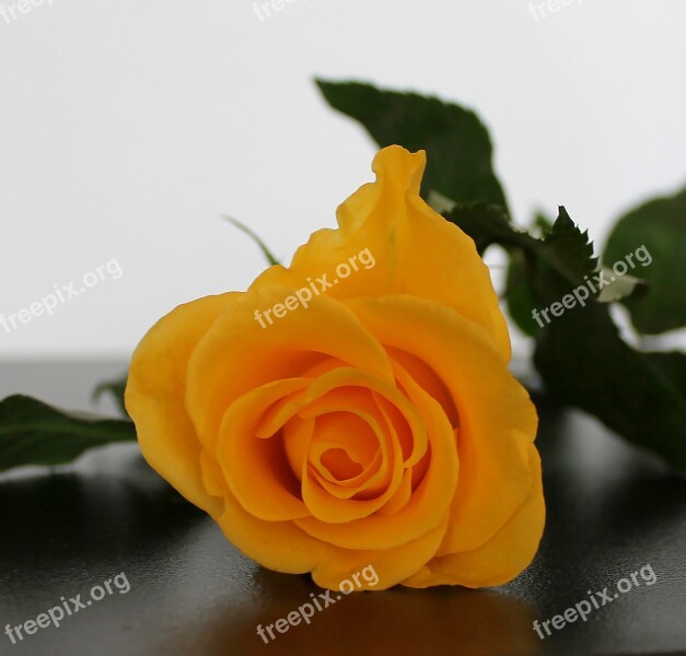 Rose Yellow Flower Beautiful Table Decorations