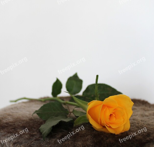 Rose Yellow Flowers Table Decorations Background