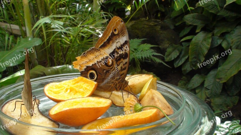 Butterfly Lindau Island Of Flowers Germany Mainau