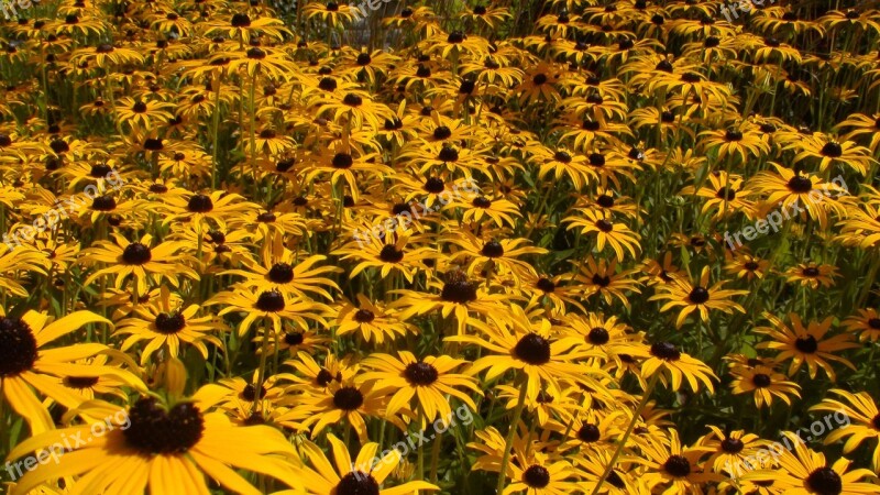 Gerberas Daisies Lindau Island Of Flowers Germany