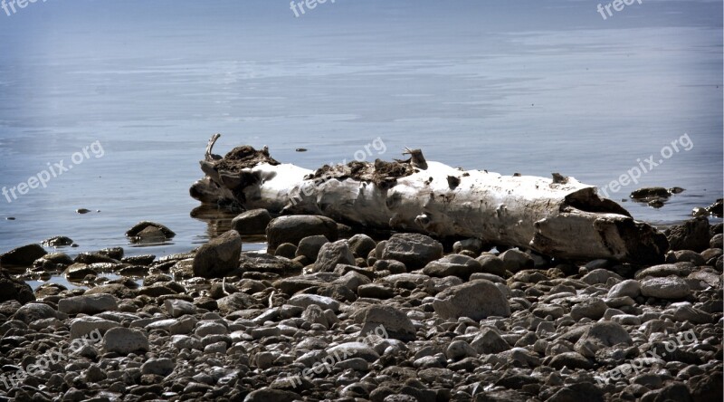 Bleak Lonely Flotsam Drift Wood Beach