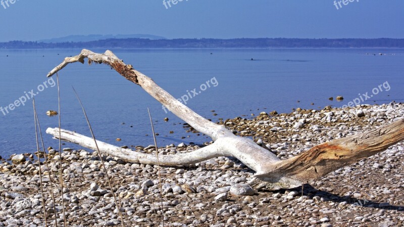 Bleak Lonely Flotsam Drift Wood Beach