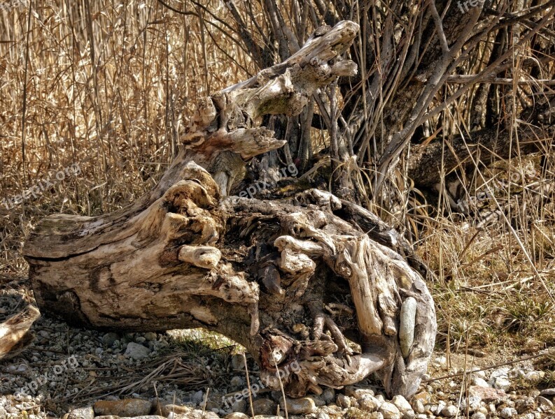 Bleak Lonely Flotsam Drift Wood Beach