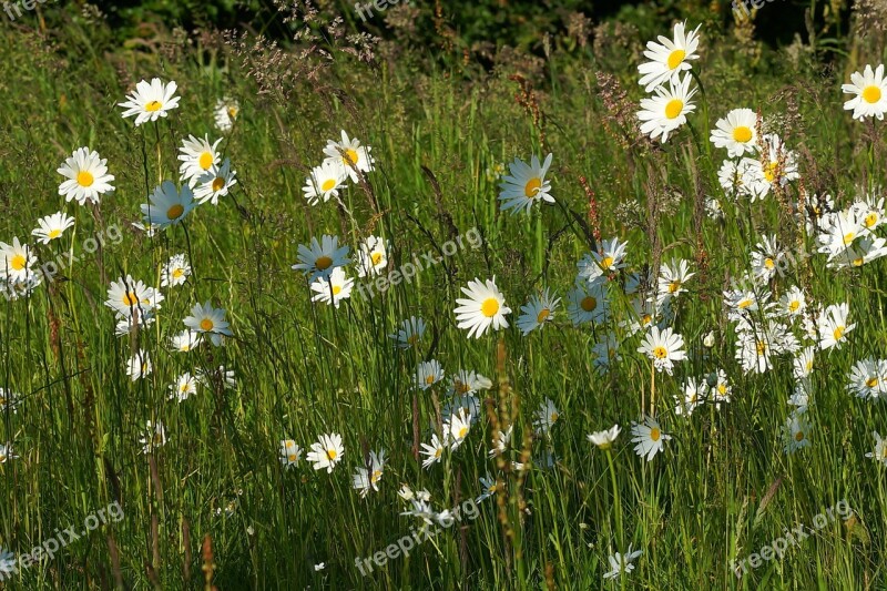 Flowers Daisies Plant Meadow Margerite Summer