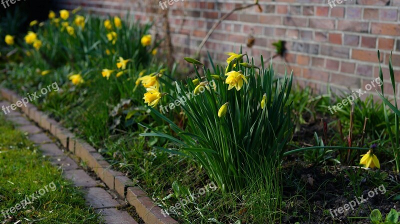 Daffodils Spring Yellow Flowers Osterglocken Flowers