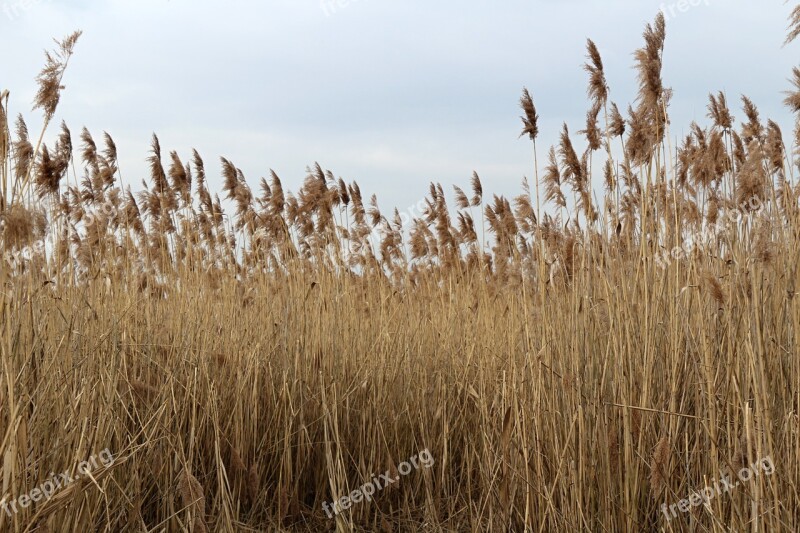 Water-plant Dry Plant Heřmanický Pond Free Photos