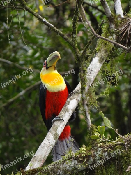 Tucano Nature Bird Wild Nature Fauna