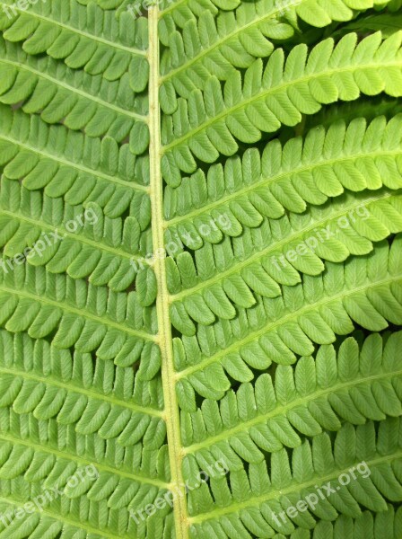 Green Plant Boating Nature Free Photos