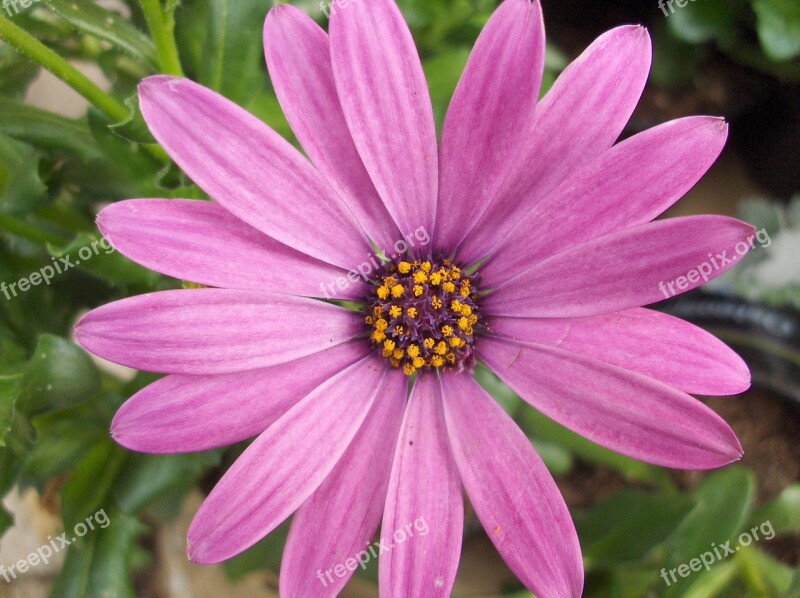 Flower Pink Nature Pink Flower Flowers