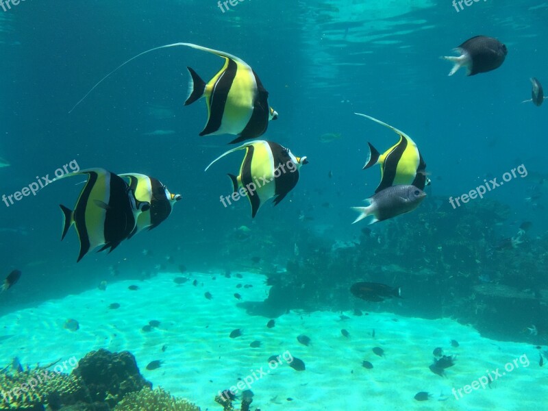 Clown Fish Underwater World Blue Free Photos