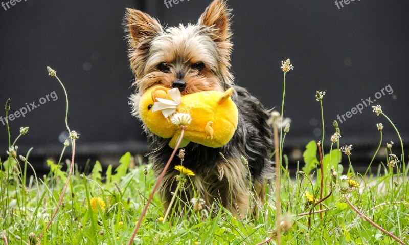 Dog Plush Yorkshire Terrier Yellow Free Photos