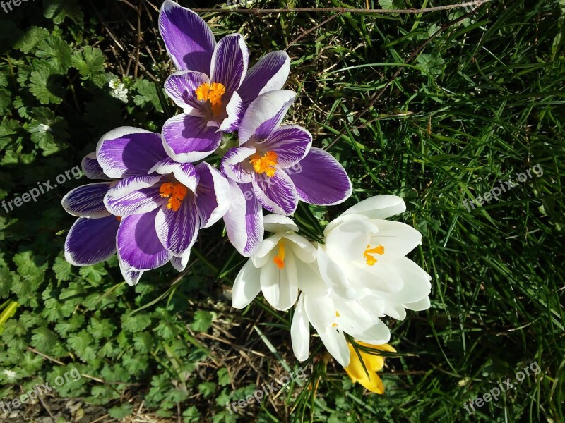 Krokus Spring Wiosna Kwiaty Flower